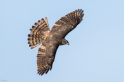 Astor (Accipiter gentilis)