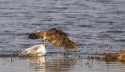 Astor (Accipiter gentilis)