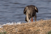 Astor (Accipiter gentilis)