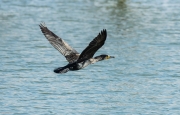 Corb marí (Phalacrocorax carbo)