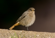 Cotxa fumada  (Phoenicurus ochruros)