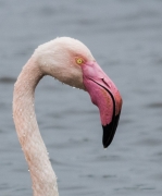 Flamenc (Phoenicopterus ruber)