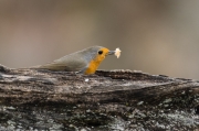 Pit-roig (Erithacus rubecula)