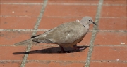 Tórtora turca (Streptopelia decaocto)