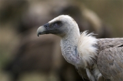 Voltor comú (Gyps fulvus)-Hide "Vall de la Terreta"