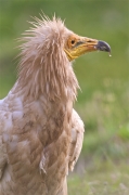 Aufrany(Neophron percnopterus)"Vall de la Terreta"