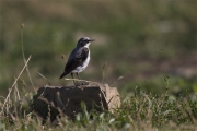 Colit gris(Oenanthe oenanthe)