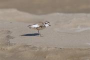 Corriol camanegre(Charadrius alexandrinus)