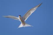 Xatrac comú, en vol(Sterna hirundo)