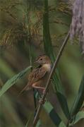 Trist (Cisticola juncidis)