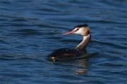 Cabussó emplomallat(Podiceps cristatus)