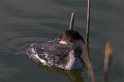 Cabussó collnegre(Podiceps nigricollis)