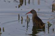 Rascló(Rallus aquaticus)