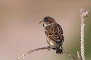 Pardal comú(Passer domesticus)-Adult