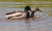 Còpula d'Ànec collverd (Anas platyrhynchos)