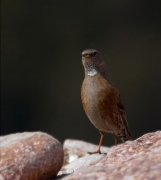 Cercavores (Prunella collaris)