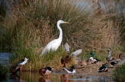 Agró blanc (Ardea alba)