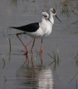 Cames Llargues (Himantopus himantopus)