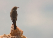 Cotxa fumada (Phoenicurus ochruros)