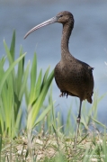 Capó reial (Plaegadis falcinellus)