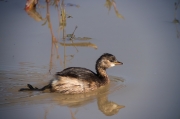 Cabusset (Tachybaptus ruficollis)