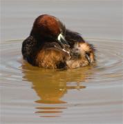 Cabusset (Tachybaptus ruficollis)