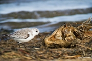 Territ de tres dits (Calidris alba)