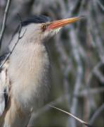 Mascle de Martinet menut (Ixobrychus minutus)