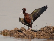 Capó reial (Plegadis falcinellus)