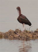 Capó reial (Plegadis falcinellus)