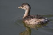 Cabusset (Tachybaptus ruficollis)