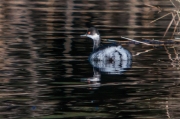 Cabussó coll-negre (Podiceps nigricollis)