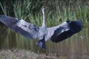 Bernat pescaire (Ardea cinerea) 2/2