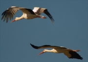 Cigonya blanca (Ciconia ciconia)