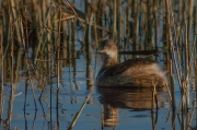 Cabusset (Tachybaptus ruficollis)