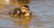 Infantil d'Ànec collverd (Anas platyrhynchos)