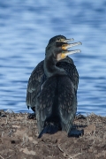 Corb marí (Phalacrocorax carbo)