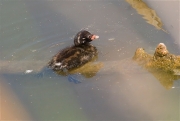 Juvenil de Cabusset (Tachybaptus ruficollis)