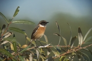 Bitxac comú (Saxicola torquatus).