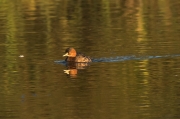 Cabusset (Tachybaptus ruficollis)