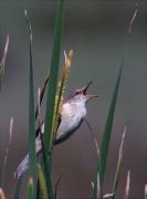 Balquer (Acrocephalus arundinaceus) 1/3