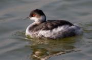 Cabussó coll-negre (Podiceps nigricollis)