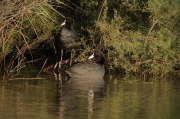 Fotja (Fulica atra)