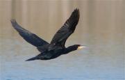 Corb marí gros (Phalacrocorax carbo)