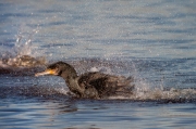 Corb marí (Phalacrocorax carbo)