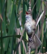 Balquer (Acrocephalus arundinaceus) 2/3