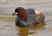 Cabusset (Tachybaptus ruficollis)