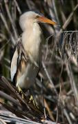 Mascle de Martinet menut (Ixobrychus minutus)