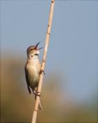 Balquer (Acrocephalus arundinaceus) 3/3