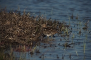 Becadell comú (Gallinago gallinago)